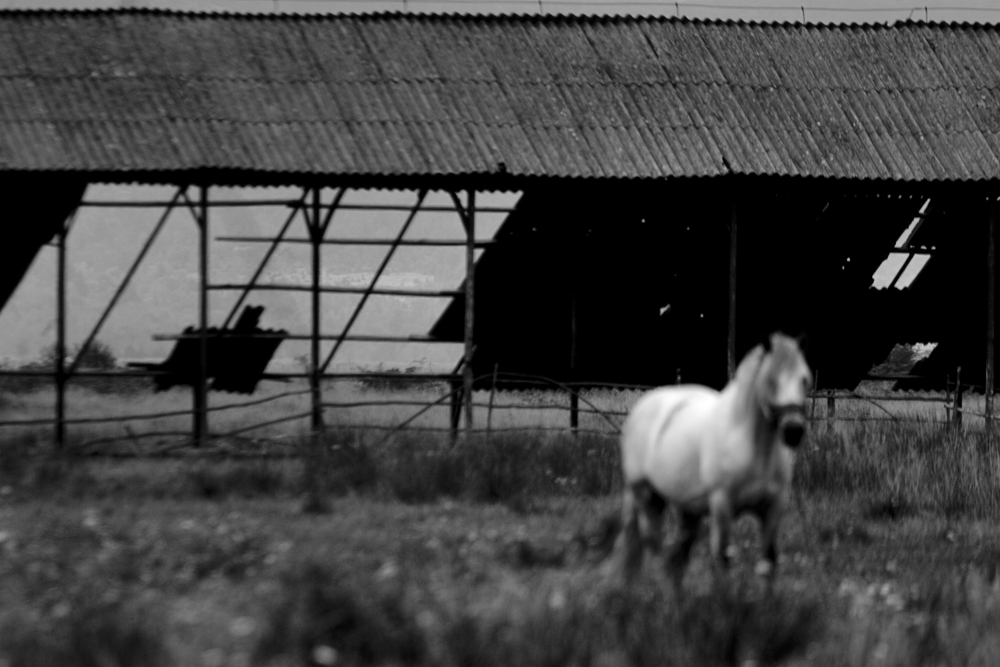cheval