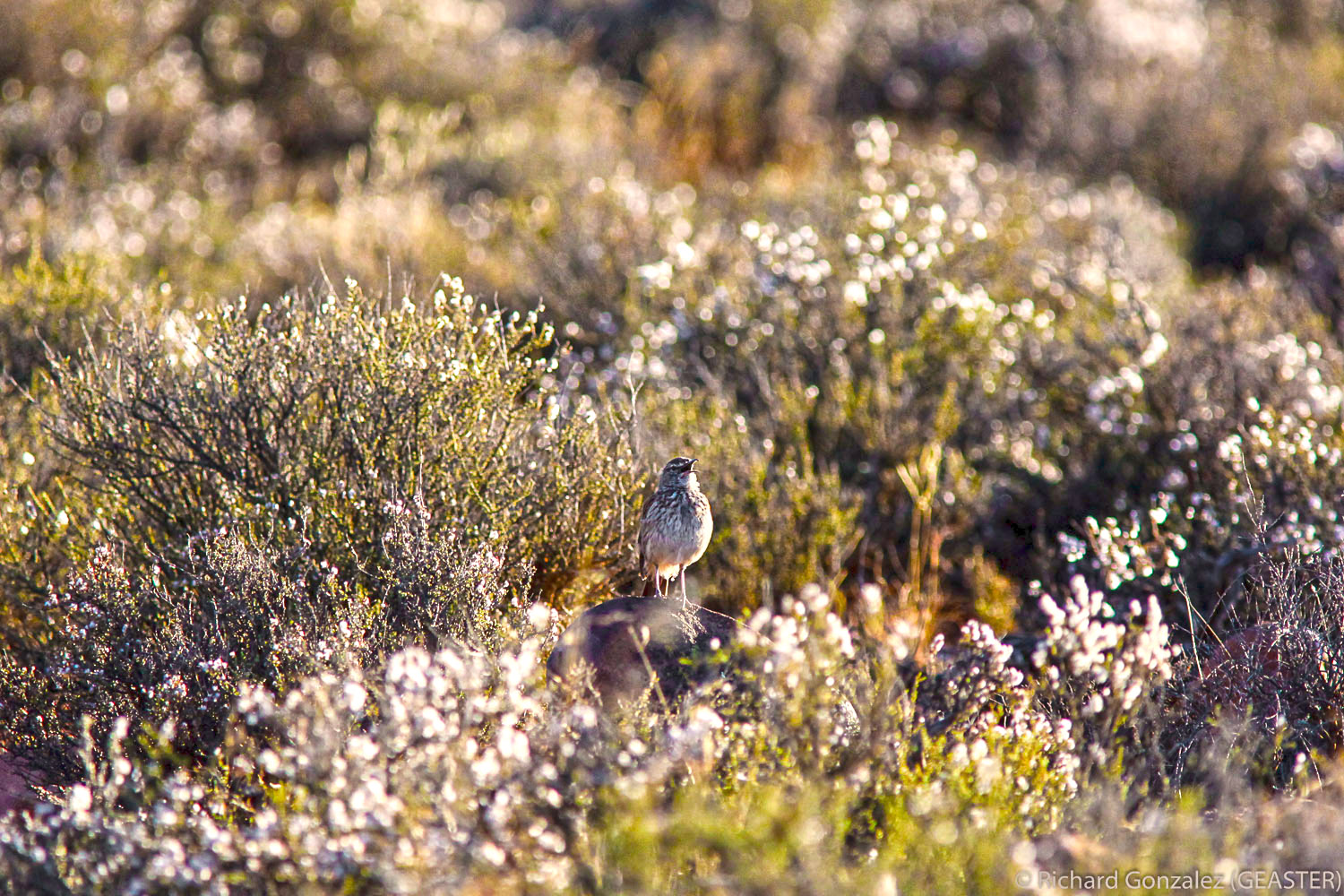 karoo