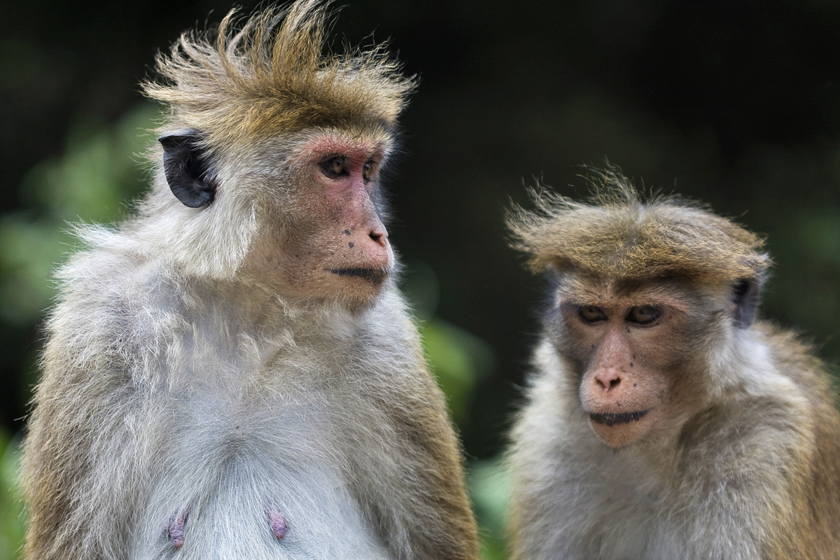 macaques