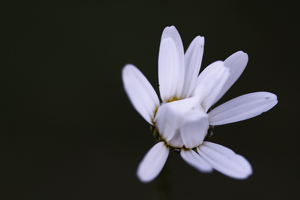 marguerite