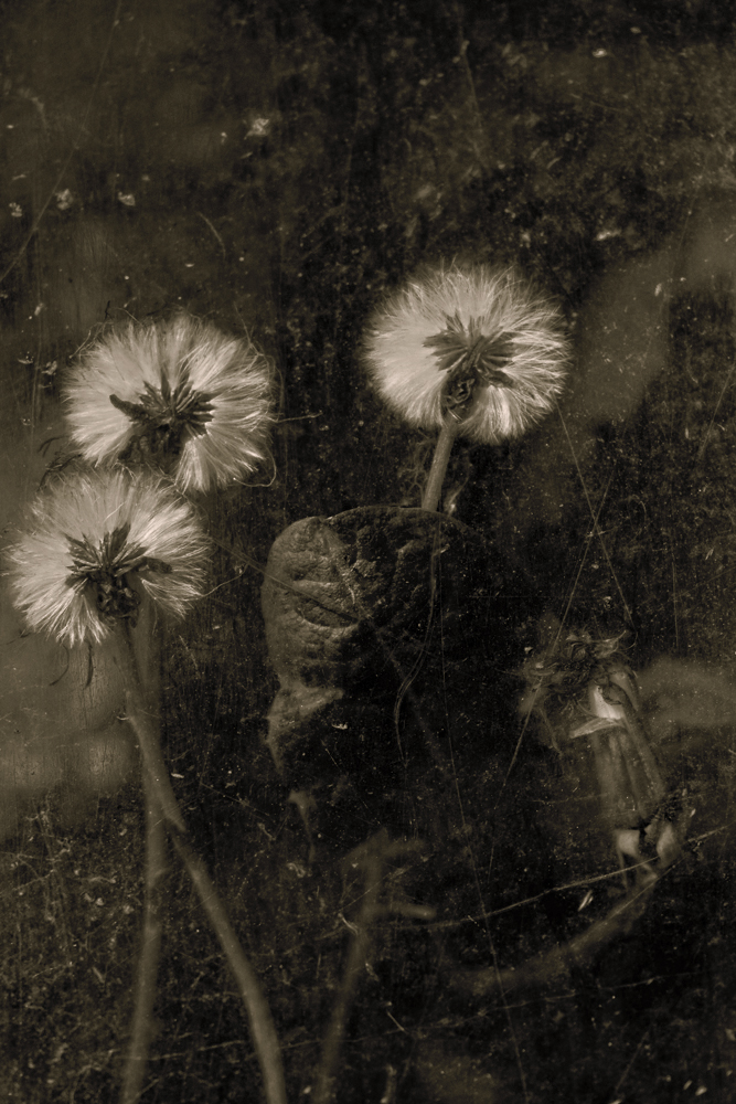 fleurs posthumes trempées dans l'immortelle attente d'un baiser qui n'est pas venu